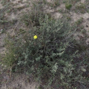 Hibbertia obtusifolia at Fadden, ACT - 21 Apr 2019 08:38 AM