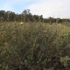 Hibbertia obtusifolia at Fadden, ACT - 21 Apr 2019 08:38 AM