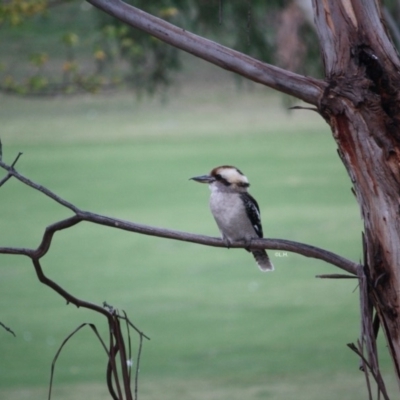 Dacelo novaeguineae (Laughing Kookaburra) at Federal Golf Course - 20 Apr 2019 by LisaH