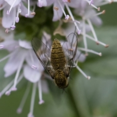 Geron sp. (genus) (Slender Bee Fly) at Michelago, NSW - 22 Mar 2019 by Illilanga