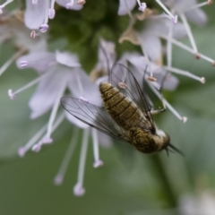 Geron sp. (genus) at Michelago, NSW - 22 Mar 2019 01:29 PM