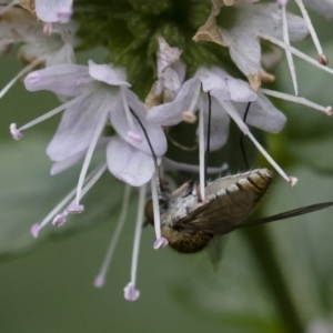 Geron sp. (genus) at Michelago, NSW - 22 Mar 2019