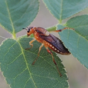 Pseudoperga sp. (genus) at Paddys River, ACT - 29 Jan 2019