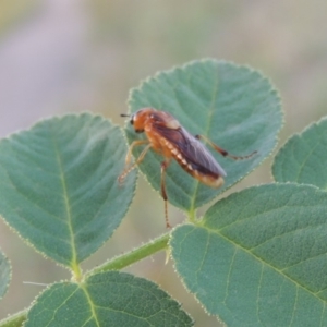 Pseudoperga sp. (genus) at Paddys River, ACT - 29 Jan 2019