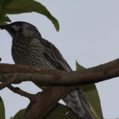 Anthochaera carunculata (Red Wattlebird) at Hughes, ACT - 22 Apr 2019 by LisaH