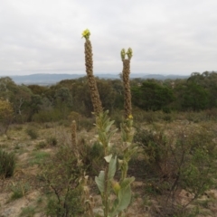 Verbascum thapsus subsp. thapsus (Great Mullein, Aaron's Rod) at Fadden, ACT - 21 Apr 2019 by KumikoCallaway