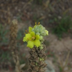 Verbascum thapsus subsp. thapsus at Fadden, ACT - 21 Apr 2019