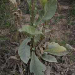 Verbascum thapsus subsp. thapsus at Fadden, ACT - 21 Apr 2019