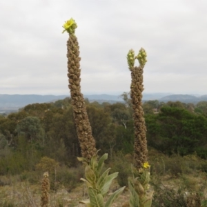 Verbascum thapsus subsp. thapsus at Fadden, ACT - 21 Apr 2019