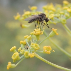 Geron sp. (genus) at Tennent, ACT - 13 Apr 2019