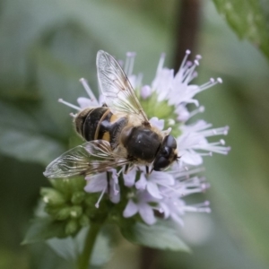 Eristalis tenax at Michelago, NSW - 22 Mar 2019 01:34 PM