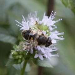 Eristalis tenax at Michelago, NSW - 22 Mar 2019 01:34 PM