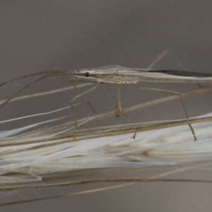 Mutusca brevicornis at Michelago, NSW - 5 Apr 2019 03:28 PM