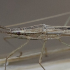 Mutusca brevicornis at Michelago, NSW - 5 Apr 2019