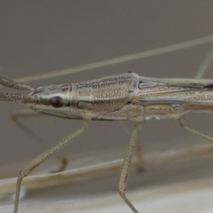 Mutusca brevicornis at Michelago, NSW - 5 Apr 2019 03:28 PM