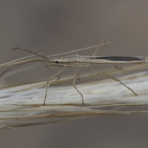 Mutusca brevicornis at Michelago, NSW - 5 Apr 2019 03:28 PM