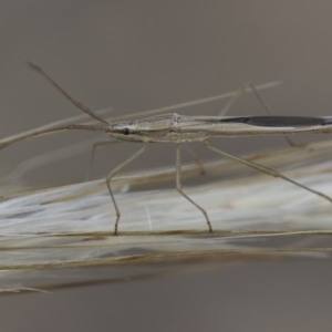 Mutusca brevicornis at Michelago, NSW - 5 Apr 2019 03:28 PM