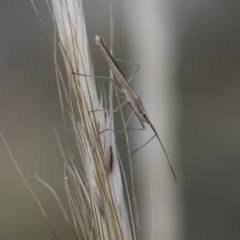 Mutusca brevicornis at Michelago, NSW - 5 Apr 2019