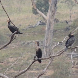 Phalacrocorax carbo at Tuggeranong DC, ACT - 13 Apr 2019