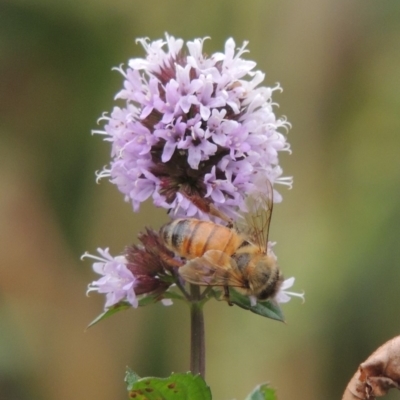 Apis mellifera (European honey bee) at Tennent, ACT - 13 Apr 2019 by michaelb