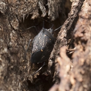 Poecilometis patruelis at Michelago, NSW - 18 Apr 2019