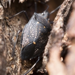 Poecilometis patruelis at Michelago, NSW - 18 Apr 2019 02:39 PM