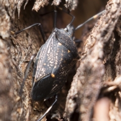 Poecilometis patruelis at Michelago, NSW - 18 Apr 2019 02:39 PM