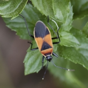 Dindymus versicolor at Michelago, NSW - 5 Apr 2019