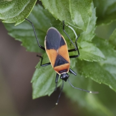Dindymus versicolor (Harlequin Bug) at Michelago, NSW - 5 Apr 2019 by Illilanga