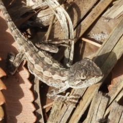 Amphibolurus muricatus (Jacky Lizard) at Guerilla Bay, NSW - 18 Apr 2019 by Christine