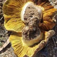 Phylloporus sp. (Phylloporus sp.) at Watson, ACT - 22 Apr 2019 by AaronClausen