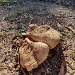 Phylloporus sp. at Watson, ACT - 22 Apr 2019