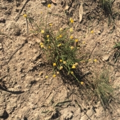 Xerochrysum viscosum (Sticky Everlasting) at Deakin, ACT - 21 Apr 2019 by LisaH