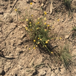 Xerochrysum viscosum at Deakin, ACT - 22 Apr 2019