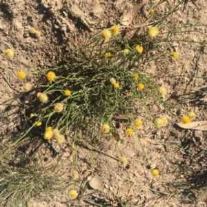 Xerochrysum viscosum at Deakin, ACT - 22 Apr 2019