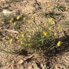 Xerochrysum viscosum at Deakin, ACT - 22 Apr 2019