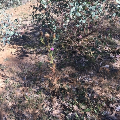 Cirsium vulgare (Spear Thistle) at Deakin, ACT - 22 Apr 2019 by LisaH