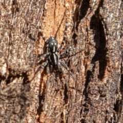 Nyssus coloripes (Spotted Ground Swift Spider) at Symonston, ACT - 21 Apr 2019 by rawshorty