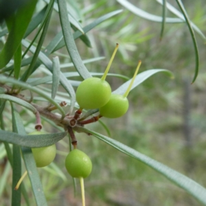 Persoonia linearis at Bombay, NSW - 21 Apr 2019