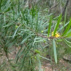 Persoonia linearis at Bombay, NSW - 21 Apr 2019