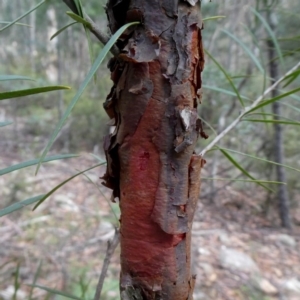 Persoonia linearis at Bombay, NSW - 21 Apr 2019