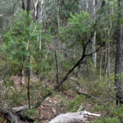 Persoonia linearis at Bombay, NSW - 21 Apr 2019