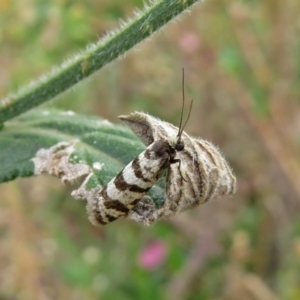 Lepidoscia cataphracta at Tharwa, ACT - 21 Apr 2019 01:05 PM