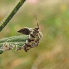 Lepidoscia cataphracta at Tharwa, ACT - 21 Apr 2019 01:05 PM