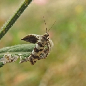 Lepidoscia cataphracta at Tharwa, ACT - 21 Apr 2019 01:05 PM
