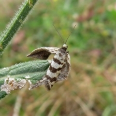 Lepidoscia cataphracta at Tharwa, ACT - 21 Apr 2019 01:05 PM