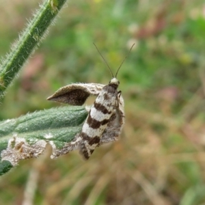 Lepidoscia cataphracta at Tharwa, ACT - 21 Apr 2019 01:05 PM