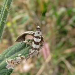 Lepidoscia cataphracta at Tharwa, ACT - 21 Apr 2019 01:05 PM