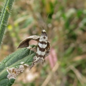 Lepidoscia cataphracta at Tharwa, ACT - 21 Apr 2019 01:05 PM