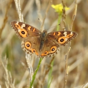 Junonia villida at Tharwa, ACT - 21 Apr 2019